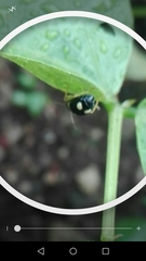 Gynandrobrotica lepida