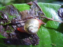 Apothapsia thomensis