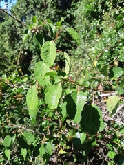 Azara petiolaris