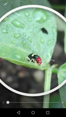 Gynandrobrotica lepida