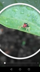 Gynandrobrotica lepida