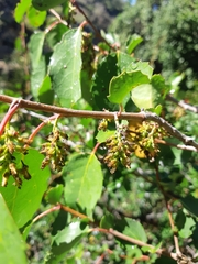 Azara petiolaris