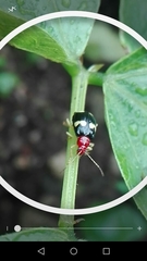 Gynandrobrotica lepida