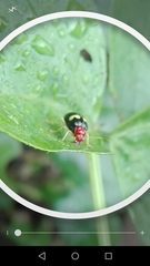 Gynandrobrotica lepida