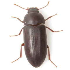 Armalia texana