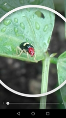 Gynandrobrotica lepida