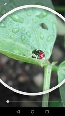 Gynandrobrotica lepida