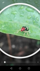 Gynandrobrotica lepida