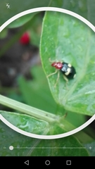 Gynandrobrotica lepida