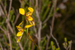 Diuris chrysantha