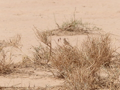 Curruca deserti