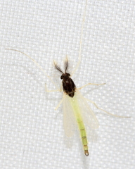 Endochironomus nigricans