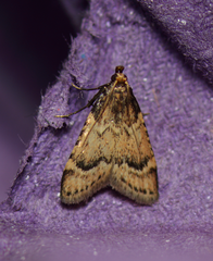 Aglossa cacamica