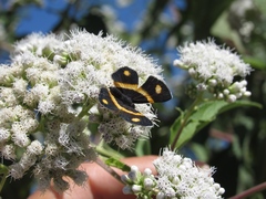 Parcella amarynthina