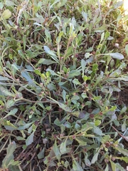 Sphaeromorphaea australis