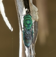 Neochrysis
