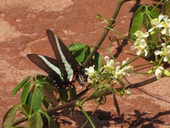 Protographium asius