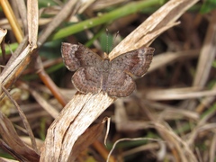 Calephelis braziliensis