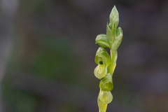 Pterostylis bicolor