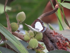 Synargis calyce brennus