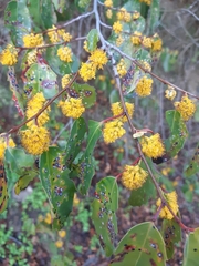 Azara petiolaris