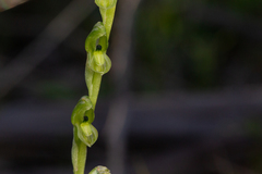 Pterostylis bicolor
