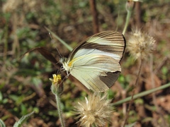 Itaballia demophile huebneri