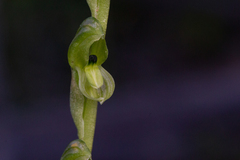 Pterostylis bicolor