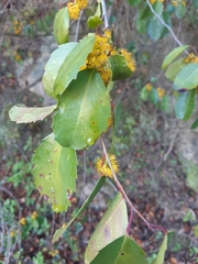 Azara petiolaris