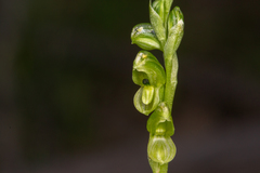 Pterostylis bicolor