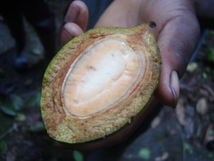 Staudtia pterocarpa
