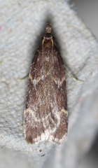 Aglossa electalis