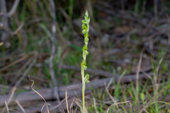 Pterostylis bicolor