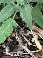 Araneae