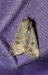 Anhimella pacifica