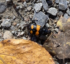 Nicrophorus hebes