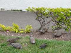 Zenaida auriculata