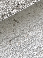 Araneae