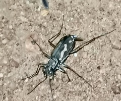 Cicindela hydrophoba