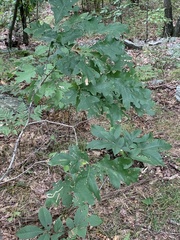 Cameraria tubiferella