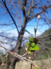 Nothofagus macrocarpa