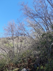 Nothofagus macrocarpa