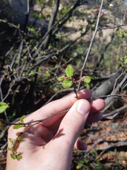 Nothofagus macrocarpa