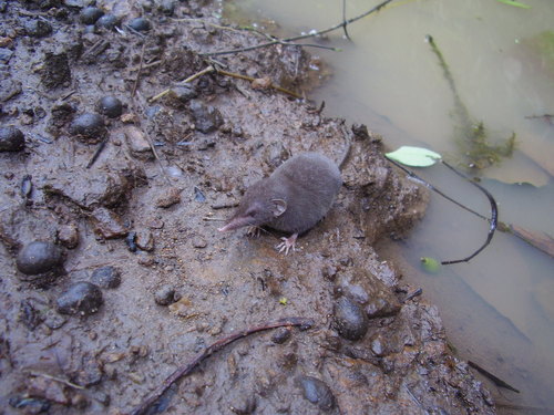 São Tomé Shrew