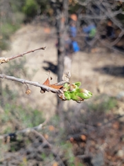 Nothofagus macrocarpa