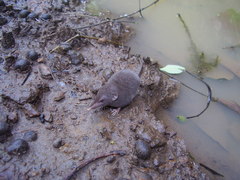 Crocidura thomensis