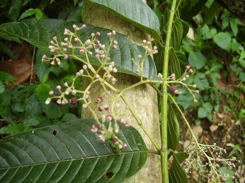 Pauridiantha floribunda
