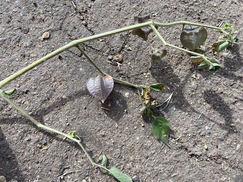 Physalis pubescens iNat (1)