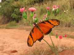 Dione juno suffumata