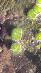 Chaetophoropsis